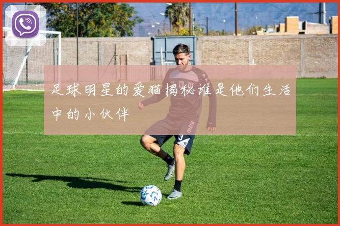 足球明星的爱猫揭秘谁是他们生活中的小伙伴